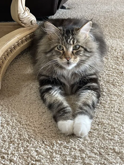 Waterloo Animal Hospital Picture 9