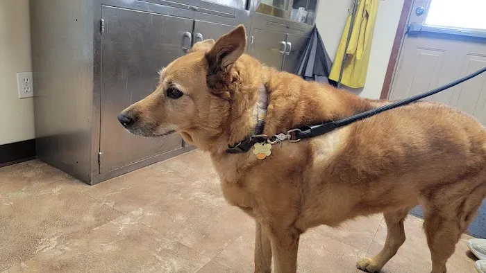 Waterloo Animal Hospital Picture 10