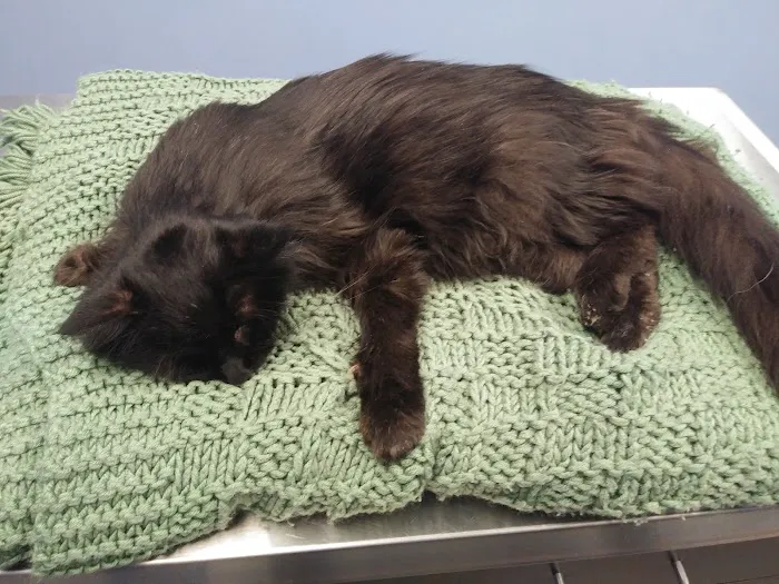 Animal Clinic South Picture 3