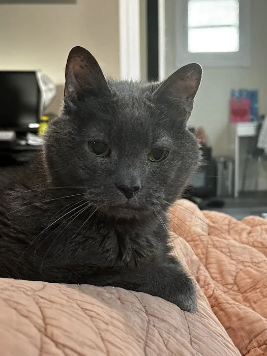 Animal Clinic South Picture 4