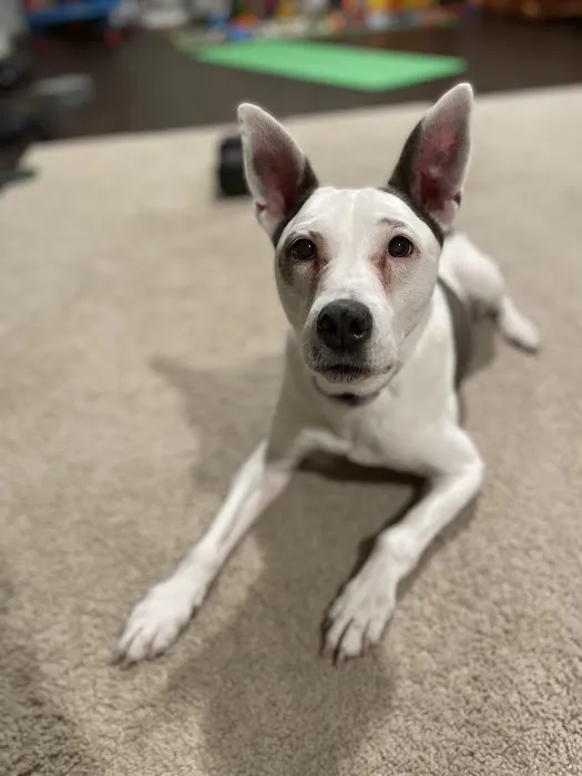 Noah's Ark Veterinary Office Picture 1