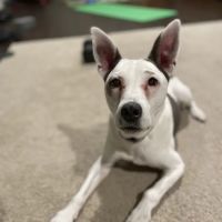 Noah's Ark Veterinary Office ico