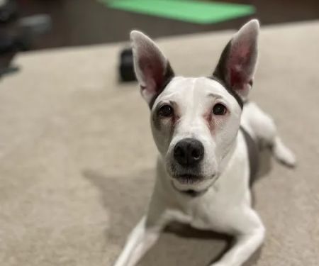 Noah's Ark Veterinary Office