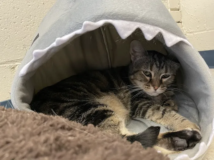 Noah's Ark Veterinary Office Picture 7