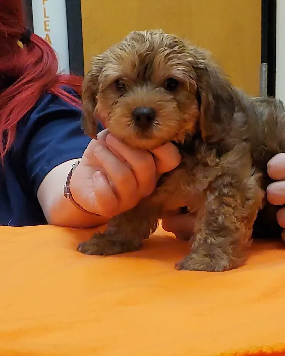 Banfield Pet Hospital Picture 5