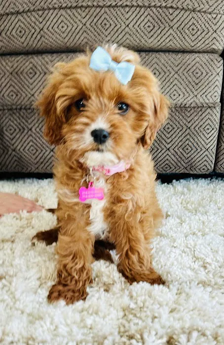 Southwick Veterinary Hospital Picture 3