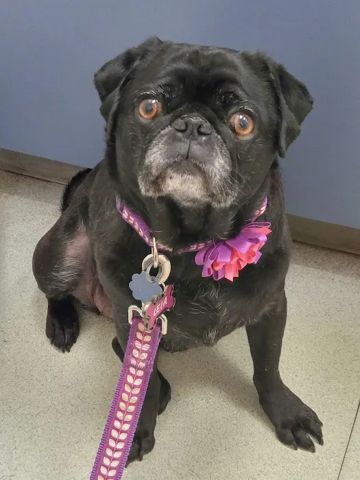 Southwick Veterinary Hospital Picture 2