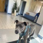 Southwick Veterinary Hospital