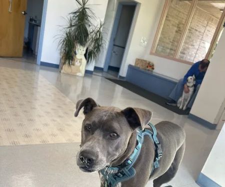 Southwick Veterinary Hospital