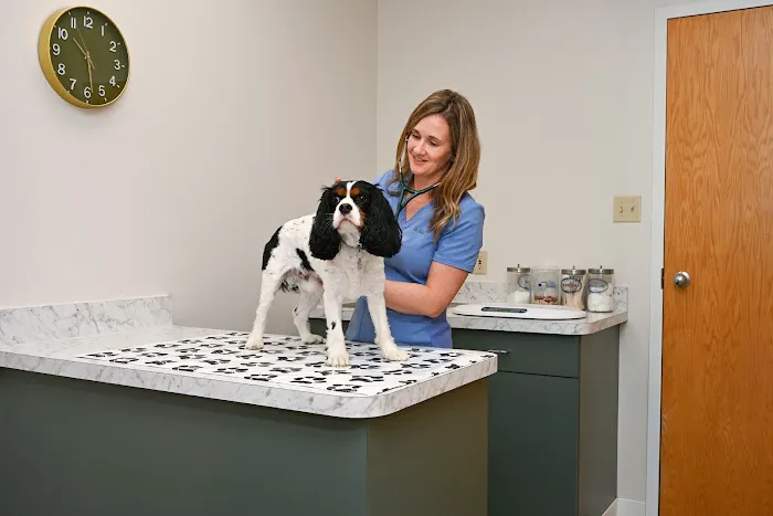 Southwick Veterinary Hospital Picture 6