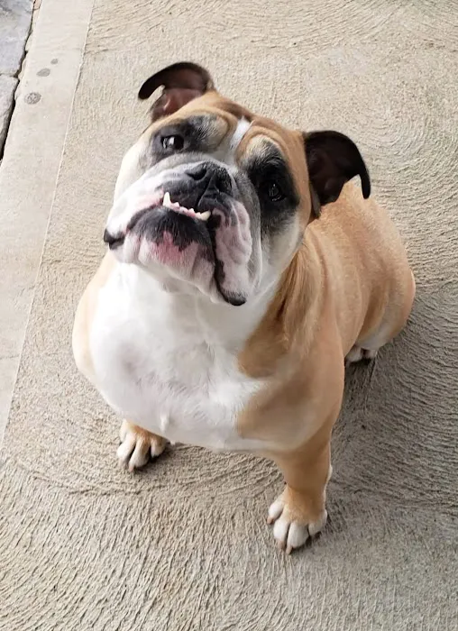 Southwick Veterinary Hospital Picture 4