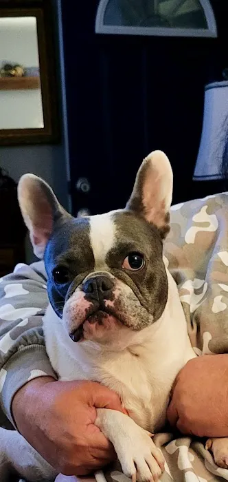 Concord Animal Hospital Picture 4