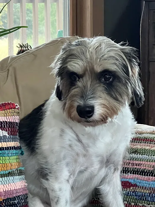 Concord Animal Hospital Picture 3