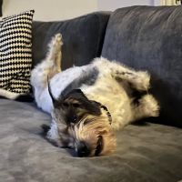 Concord Animal Hospital ico