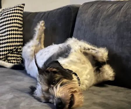 Concord Animal Hospital