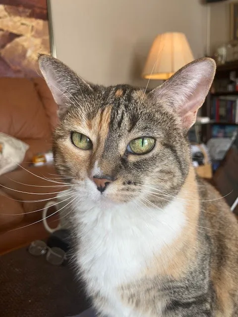 Concord Animal Hospital Picture 6