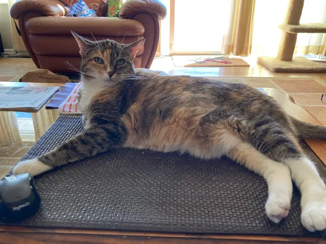 Concord Animal Hospital Picture 7