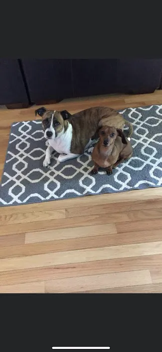 Concord Animal Hospital Picture 8