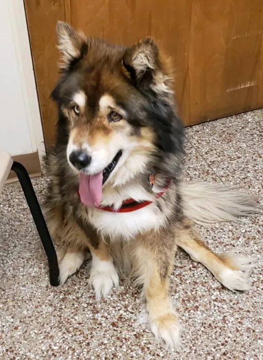 Concord Animal Hospital Picture 10