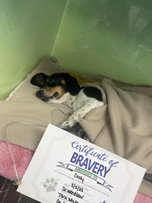 Gateway Veterinary Surgery Picture 7