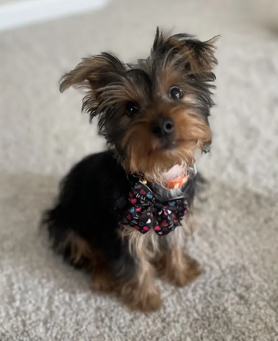 Fox Creek Veterinary Hospital at Kirkwood Picture 1