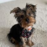 Fox Creek Veterinary Hospital at Kirkwood