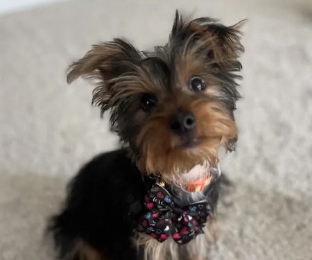 Fox Creek Veterinary Hospital at Kirkwood