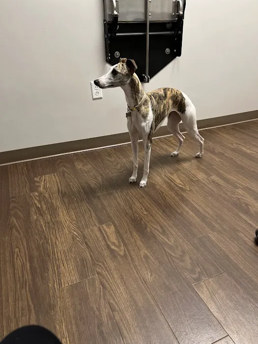 Fox Creek Veterinary Hospital at Kirkwood Picture 2