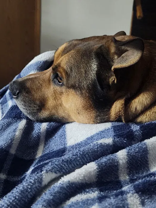 Fox Creek Veterinary Hospital at Kirkwood Picture 3