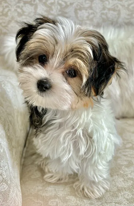 Fox Creek Veterinary Hospital at Kirkwood Picture 4