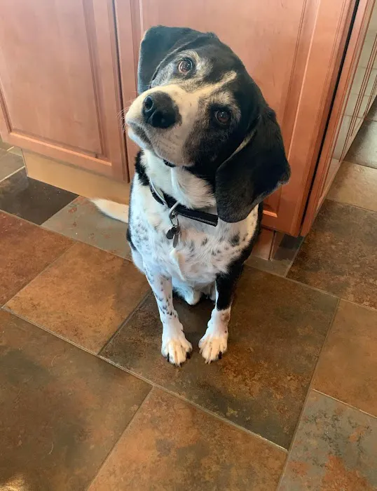 Fox Creek Veterinary Hospital at Kirkwood Picture 7