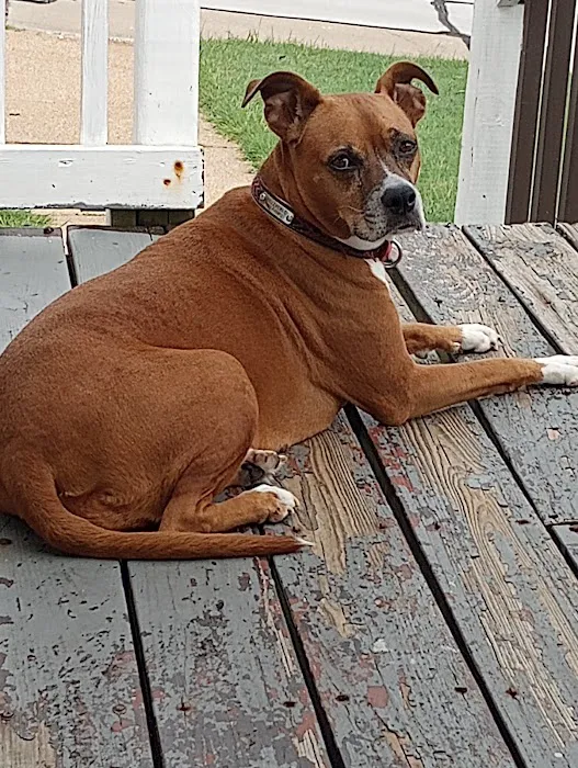 Fox Creek Veterinary Hospital at Kirkwood Picture 8