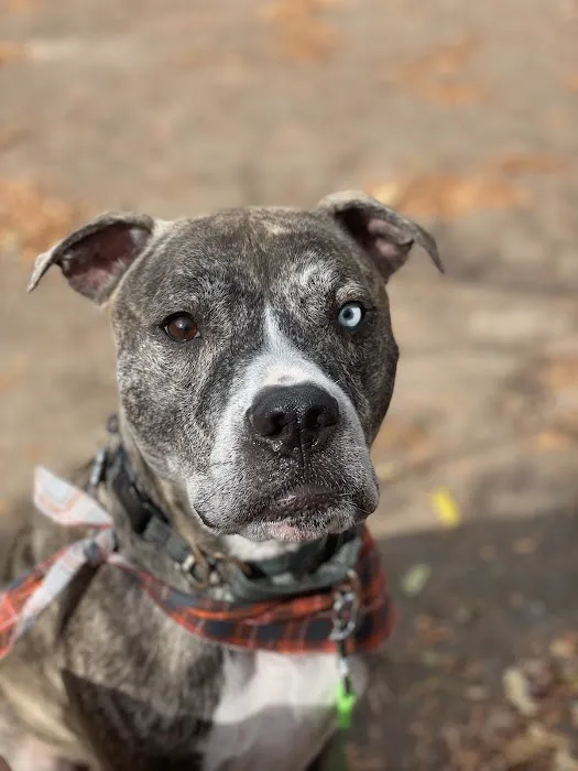 Fox Creek Veterinary Hospital at Kirkwood Picture 6