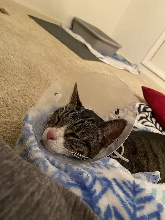 Animal Emergency Clinic Picture 4