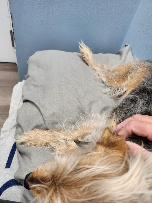 Animal Emergency Clinic Picture 3