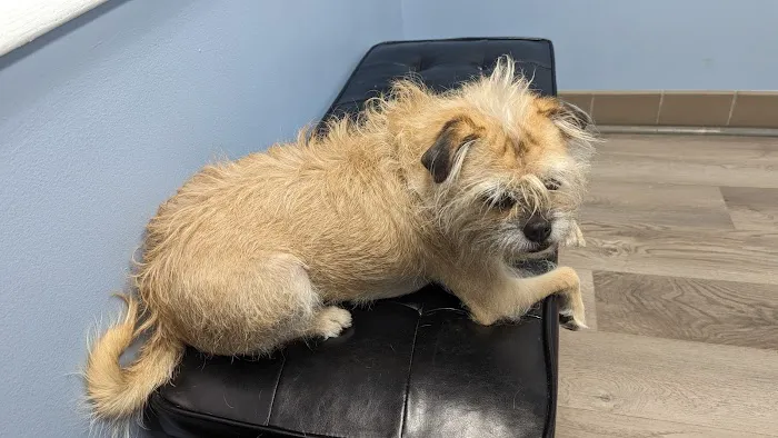 Animal Emergency Clinic Picture 2