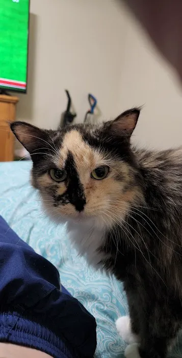 Animal Emergency Clinic Picture 5