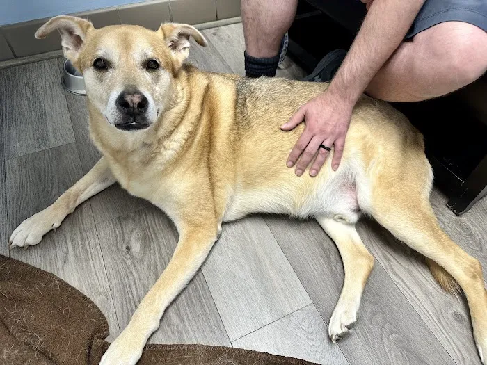 Animal Emergency Clinic Picture 7