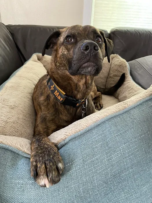 Animal Emergency Clinic Picture 8