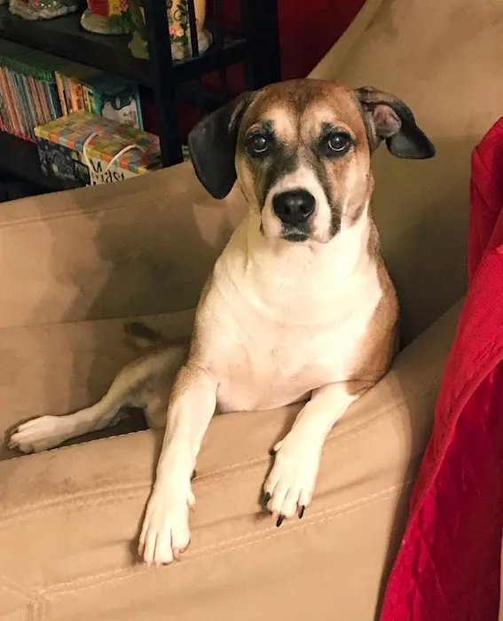 Animal Emergency Clinic Picture 9