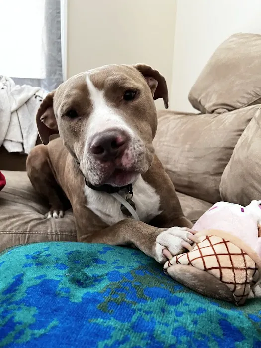 Kind Veterinary Care Picture 4