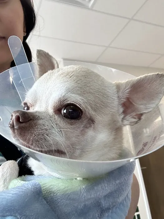 Kind Veterinary Care Picture 1