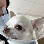 Kind Veterinary Care