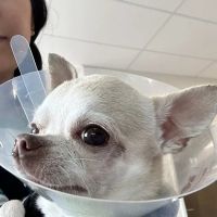 Kind Veterinary Care ico