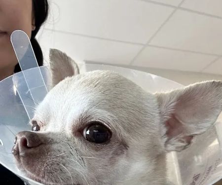 Kind Veterinary Care