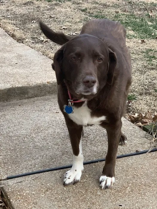 Kind Veterinary Care Picture 2