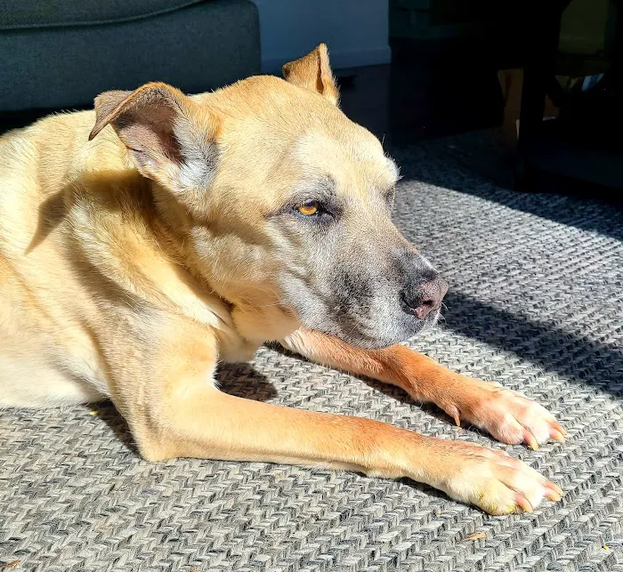 Kind Veterinary Care Picture 6