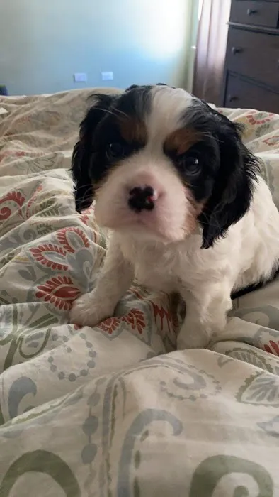 Kind Veterinary Care Picture 7