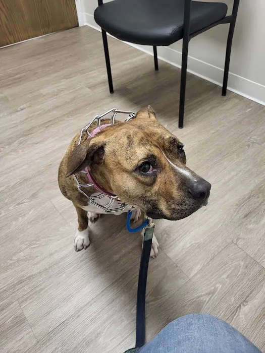 Kind Veterinary Care Picture 8