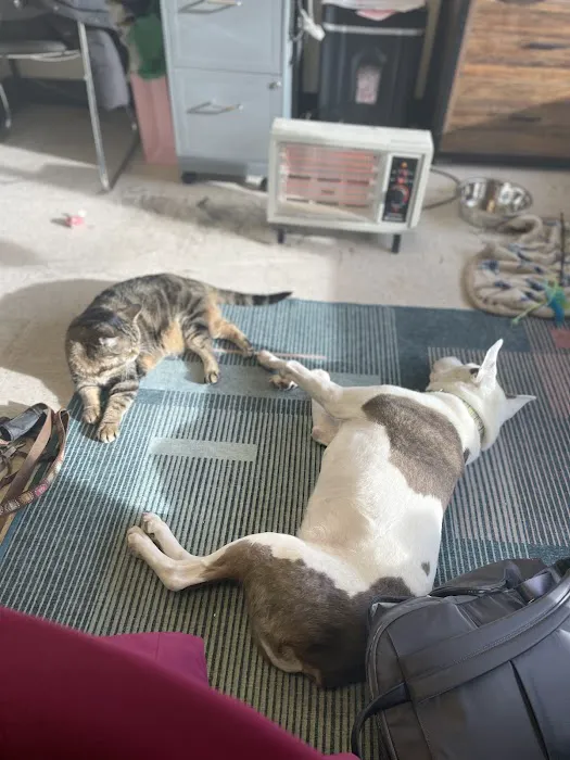 Kind Veterinary Care Picture 10